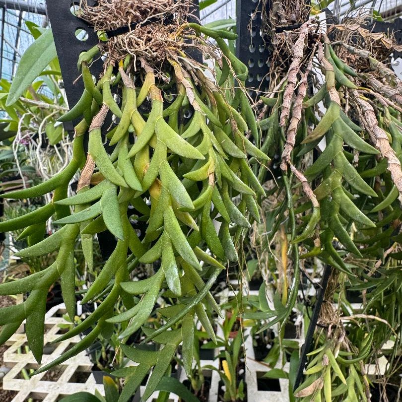 Dendrobium (Aporum) keithii — Dendrobium, Natt's Orchids