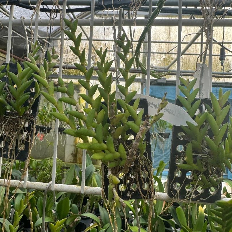 Dendrobium leonis x kentrophyllum — Dendrobium, Natt's Orchids