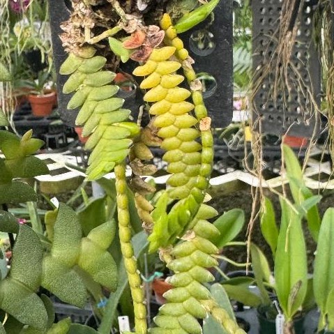 Microsaccus (Gastrochilus) griffithii — Dendrobium, Natt's Orchids