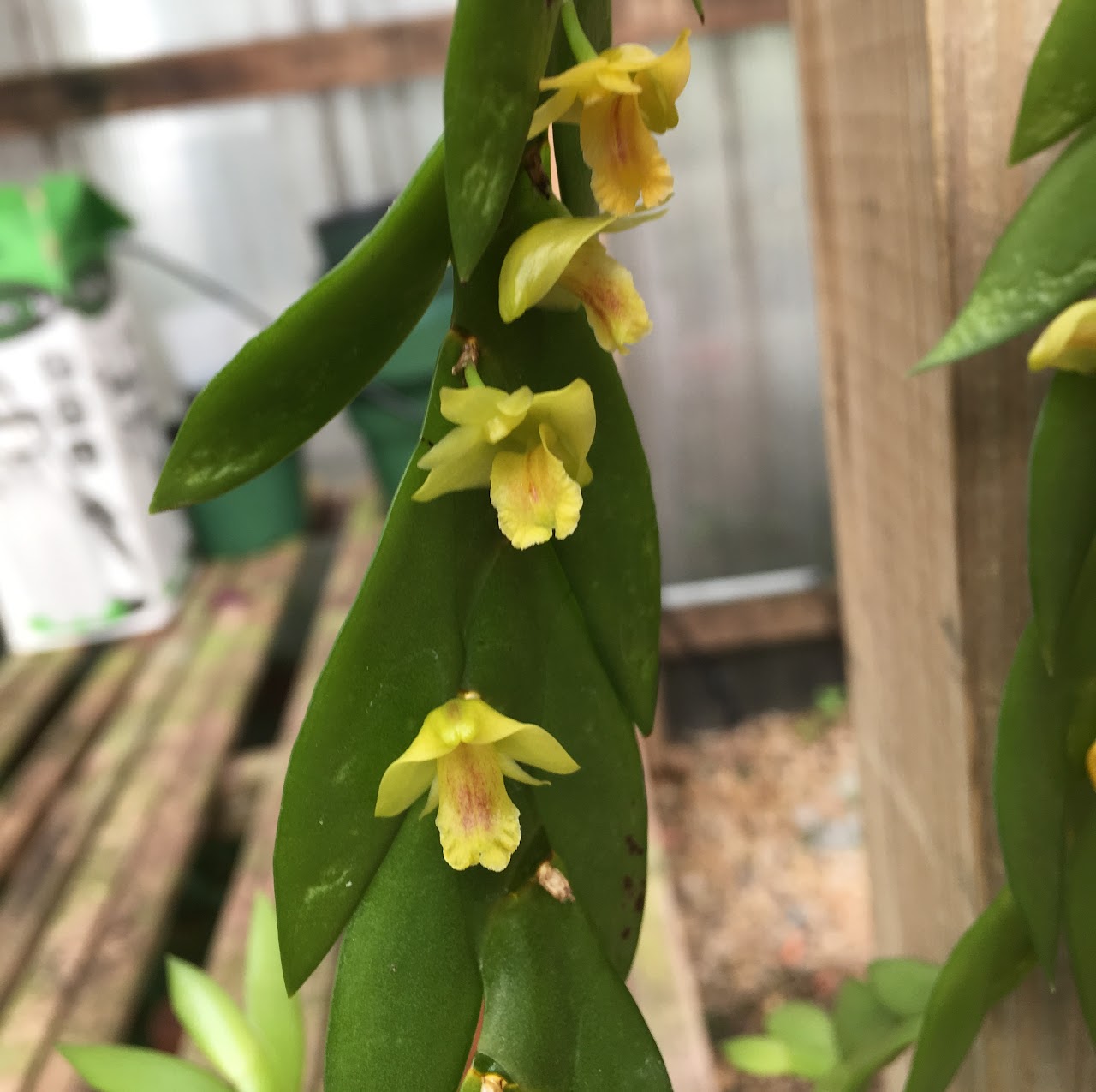 Dendrobium anceps — Dendrobium, Natt's Orchids