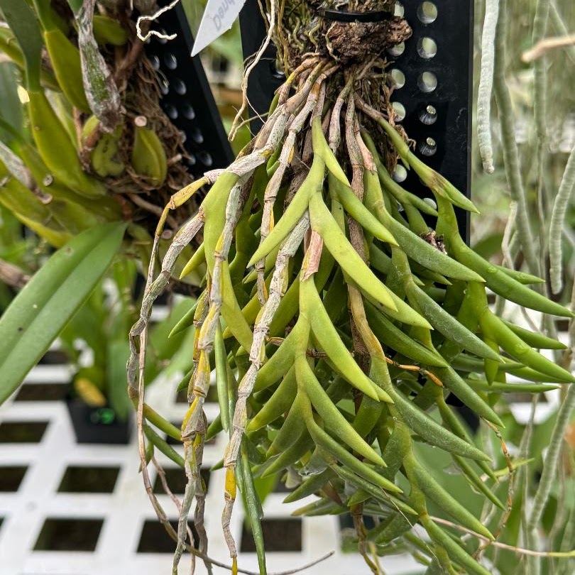 Dendrobium (Aporum, Callista) acinaciforme — Dendrobium, Natt's Orchids