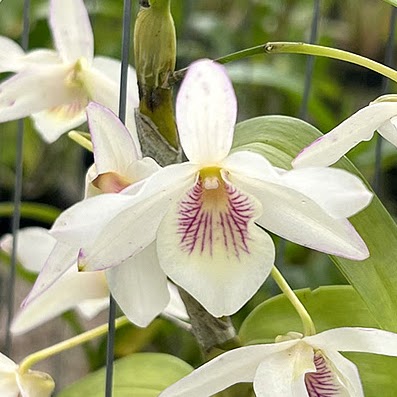 Dendrobium Jairak Candy (Rainbow Dance x Meen Honey Drop) — Dendrobium, Natt's Orchids