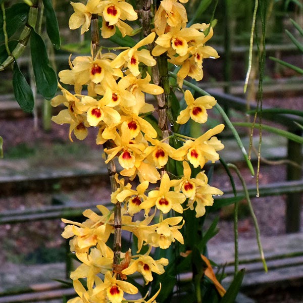 Dendrobium Jairak Moonlight '19' ( Jairak Chaste x friedericksianum ) — Dendrobium, Natt's Orchids