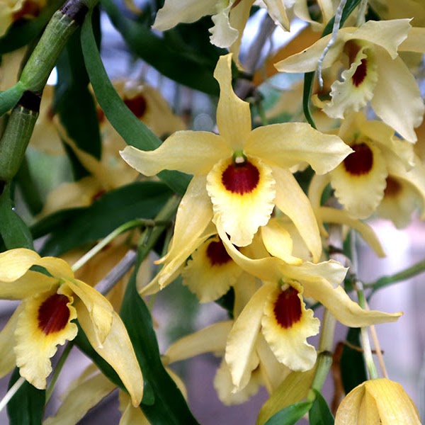 Dendrobium Jairak Chaste ( Isis x lamyaiae ) — Dendrobium, Natt's Orchids