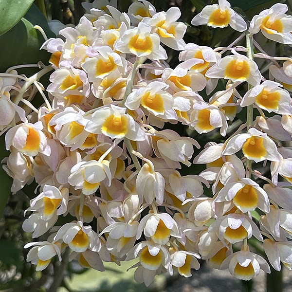 Dendrobium amabile — Dendrobium, Natt's Orchids