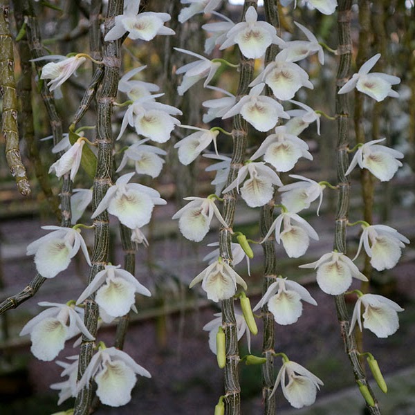 Dendrobium cretaceum — Dendrobium, Natt's Orchids