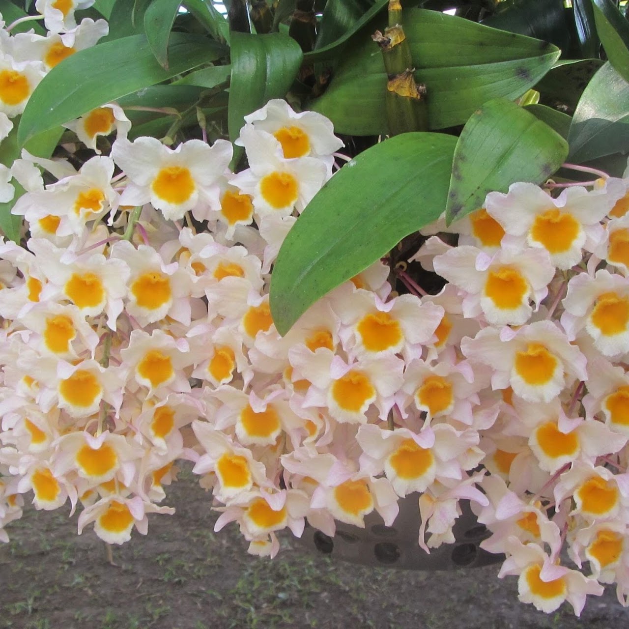 Dendrobium farmeri ' — Dendrobium, Natt's Orchids