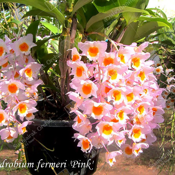 Dendrobium farmeri 'Pink' — Dendrobium, Natt's Orchids