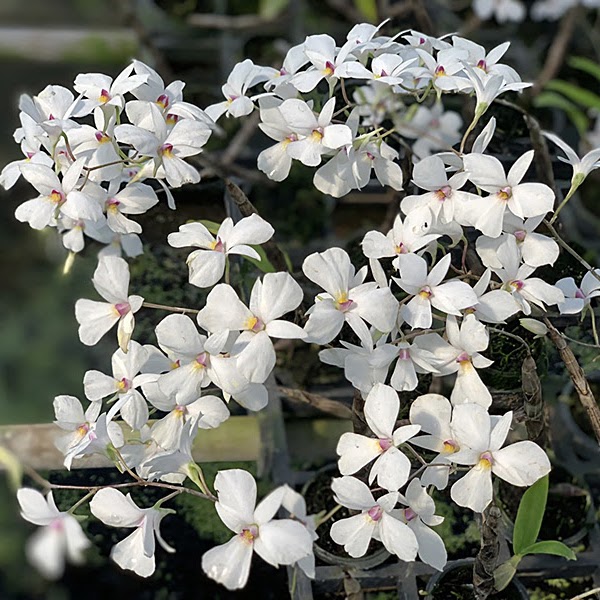 Dendrobium fytchianum 'White' — Dendrobium, Natt's Orchids
