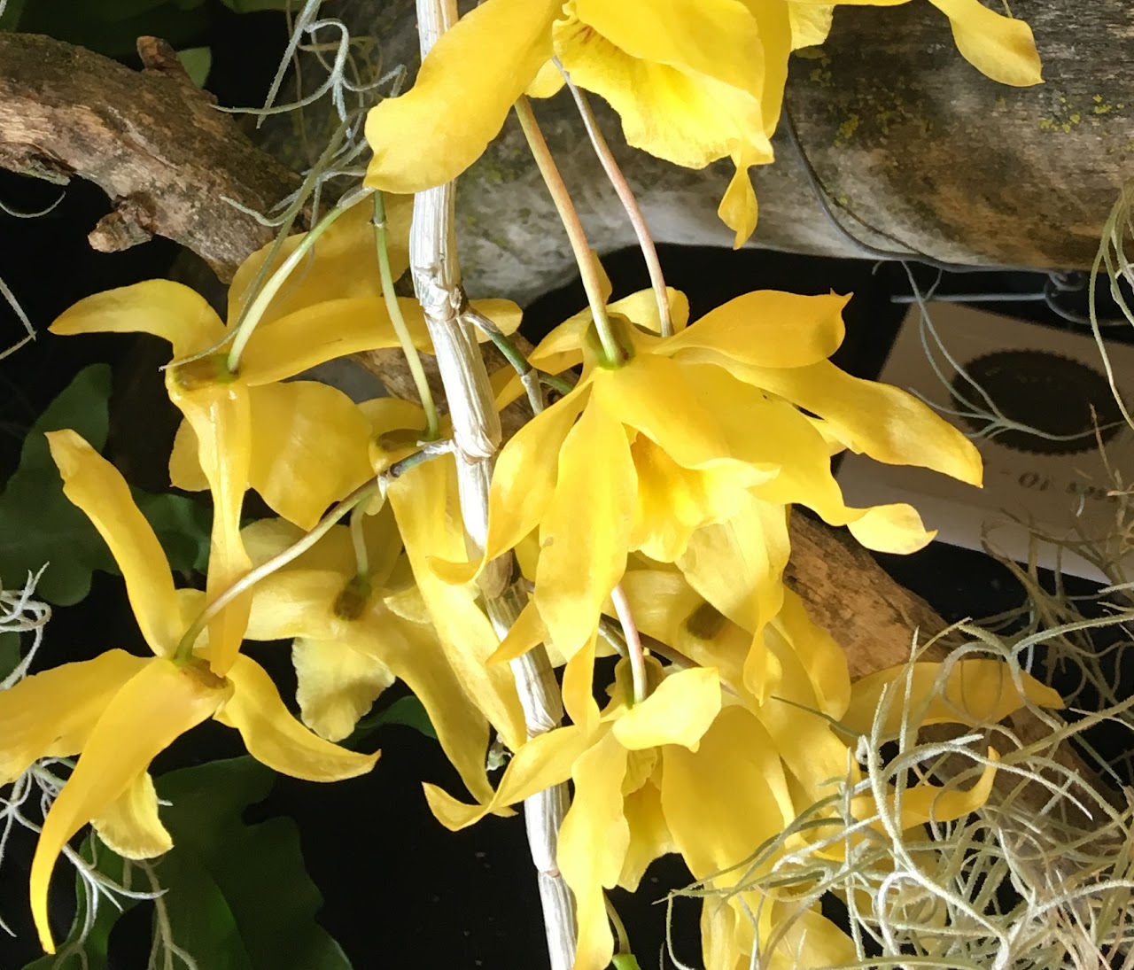 Dendrobium [(hercoglossum-moniliforme) x lamyaiae] x friedericksianum — Dendrobium, Natt's Orchids