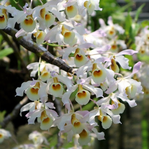 Dendrobium signatum — Dendrobium, Natt's Orchids