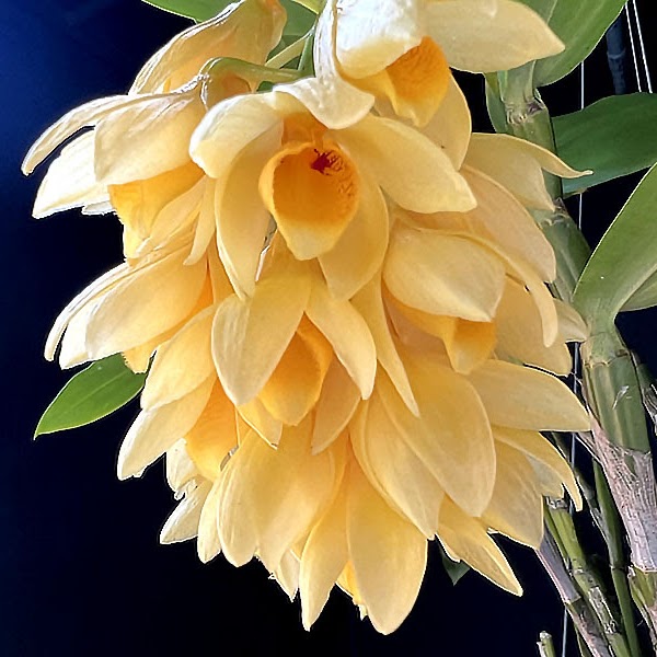 Dendrobium sulcatum — Dendrobium, Natt's Orchids