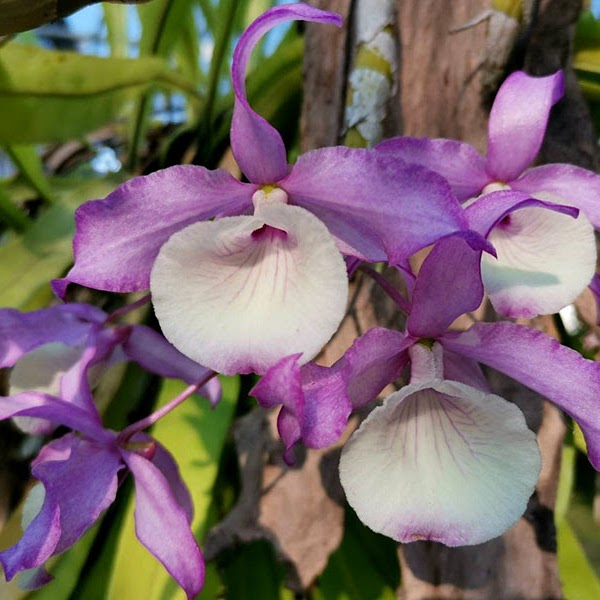 Dendrobium tortile — Dendrobium, Natt's Orchids