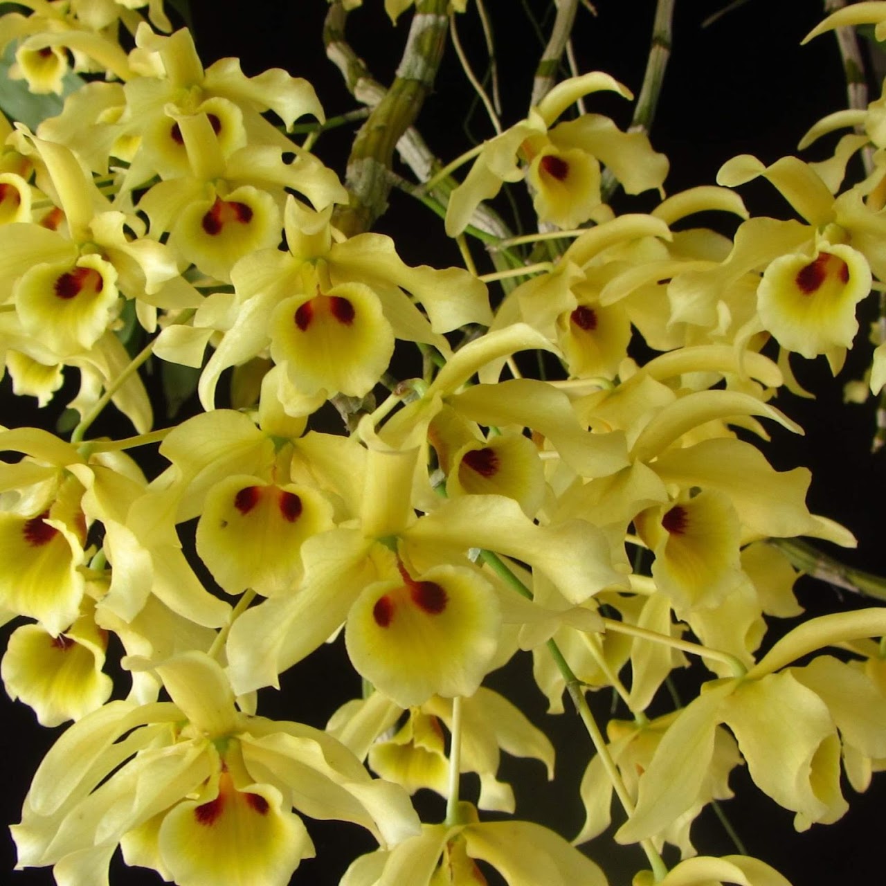 Dendrobium signatum x friedericksianum — Dendrobium, Natt's Orchids