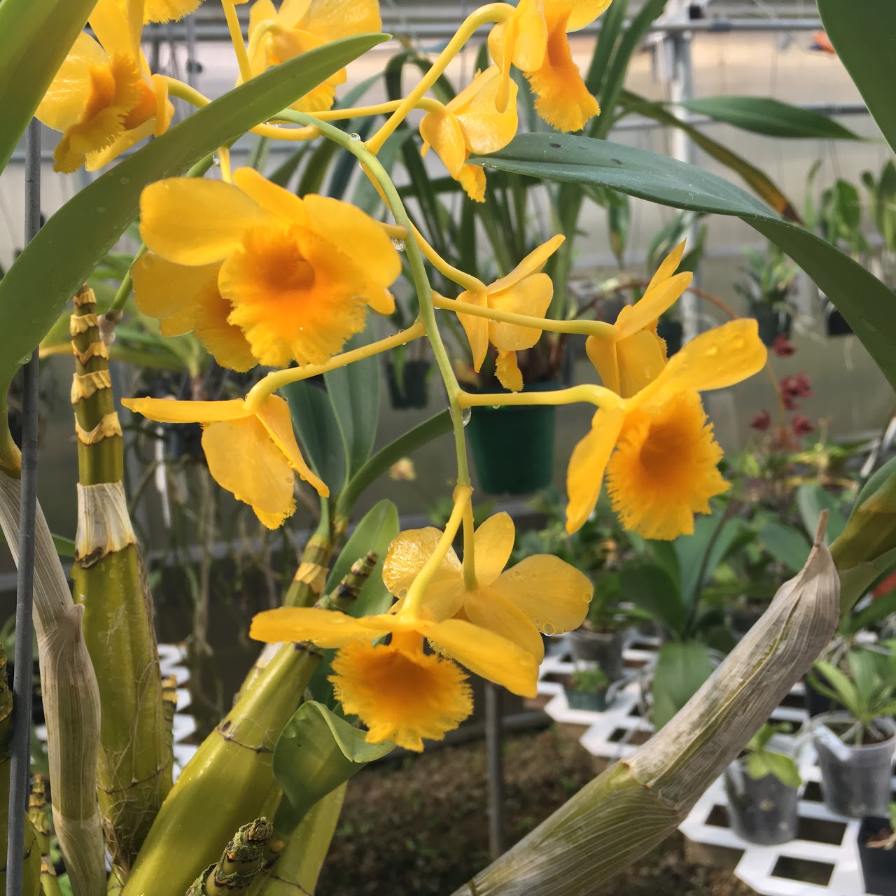Dendrobium chrysotoxum — Dendrobium, Natt's Orchids