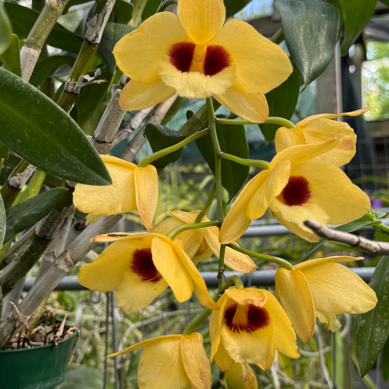 Dendrobium Gatton Sunray (pulchellum x Illustre) — Dendrobium, Natt's Orchids