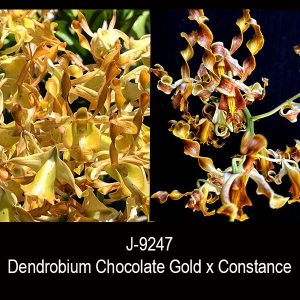 Dendrobium ( Chocolate Gold x Constance) — Dendrobium, Natt's Orchids