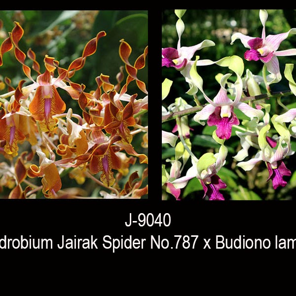 Dendrobium ( Jairak Spider No. 787 x Budiono Lamtoro ) — Dendrobium, Natt's Orchids