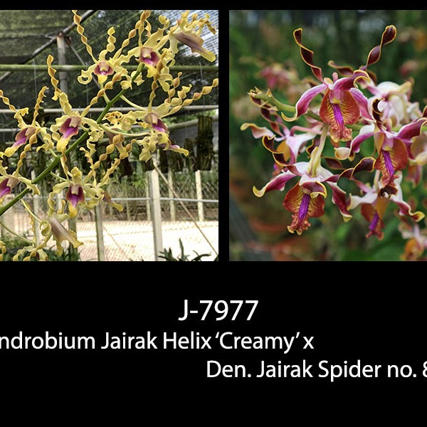 Dendrobium Jairak Helix 'Creamy' x Jairak Spider 'No 806' — Dendrobium, Natt's Orchids
