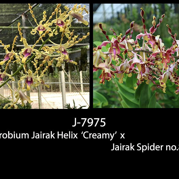 Dendrobium Jairak Helix 'Creamy' x Jairak Spider 'No 807' — Dendrobium, Natt's Orchids