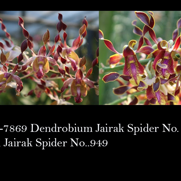 Dendrobium Jairak Spider No.769 x Jairak Spider No.949 — Dendrobium, Natt's Orchids