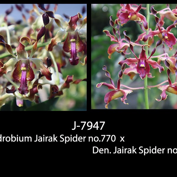 Dendrobium Jairak Spider no.770 x Jairak Spider no.814 — Dendrobium, Natt's Orchids