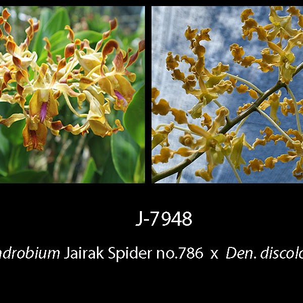 Dendrobium Jairak Spider no.7 86 x discolor — Dendrobium, Natt's Orchids