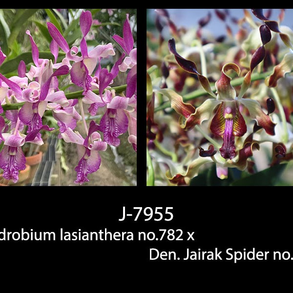 Dendrobium lasianthera no.782 x Jairak Spider no.770 — Dendrobium, Natt's Orchids