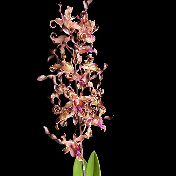 Dendrobium Jairak Antelope ' Scarlet' (Jairak Fire Horn x lasianthera) — Dendrobium, Natt's Orchids