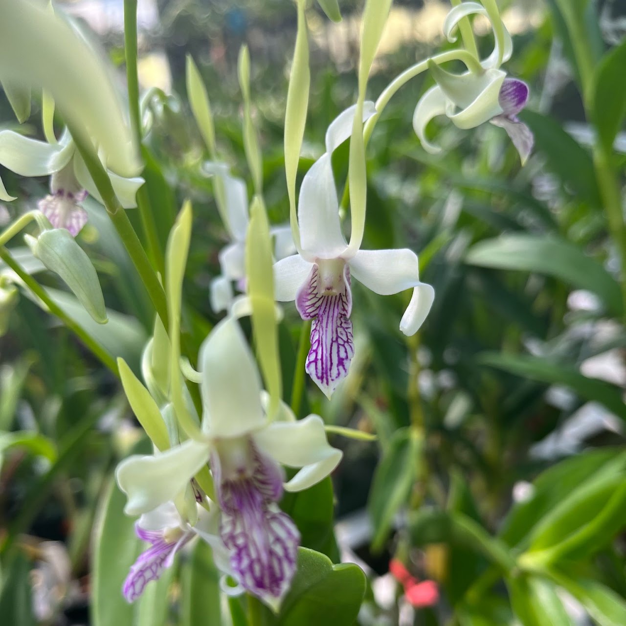 Dendrobium Phyll Lonne (Lowana Nioka x stratiotes) — Dendrobium, Natt's Orchids