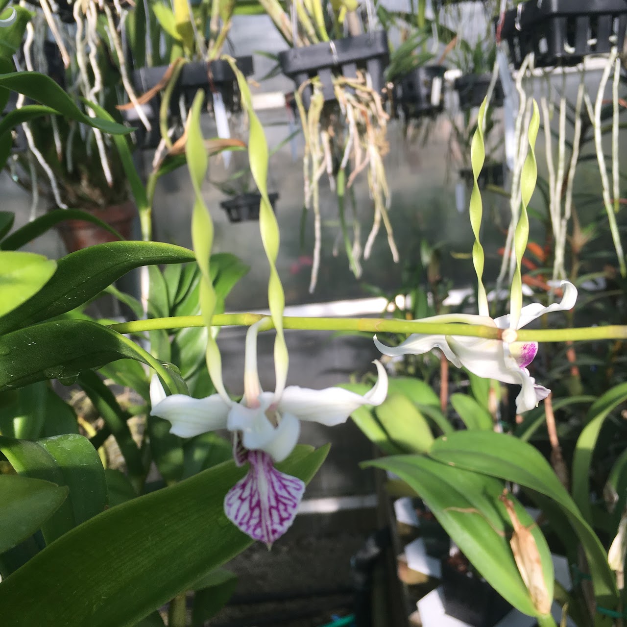 Dendrobium Samarai (stratiotes x antennatum) — Dendrobium, Natt's Orchids