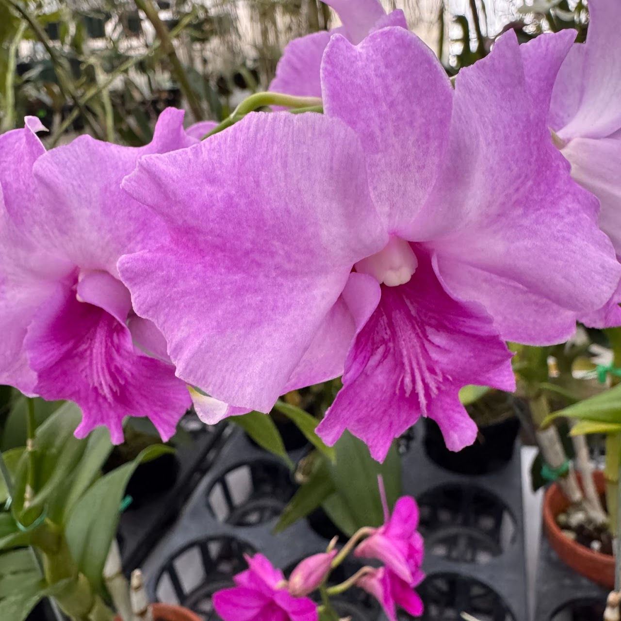 Dendrobium King Dragon (Ekapol x Polar Queen) — Dendrobium, Natt's Orchids