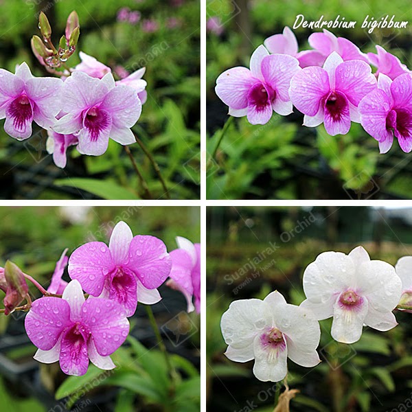Dendrobium bigibbum x sib — Dendrobium, Natt's Orchids
