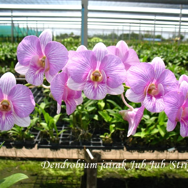 Dendrobium Jairak Jub Jub 'Stripe' (Jairak Two Tone x Jairak Compact) — Dendrobium, Natt's Orchids