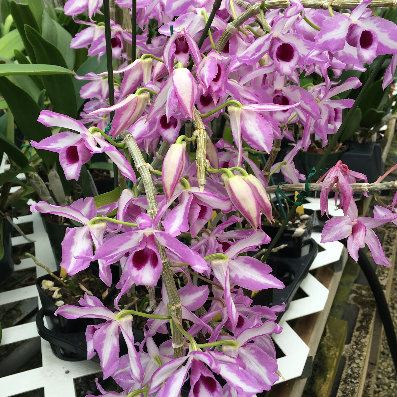 Dendrobium anosmum 'A Touch of Class' — Dendrobium, Natt's Orchids