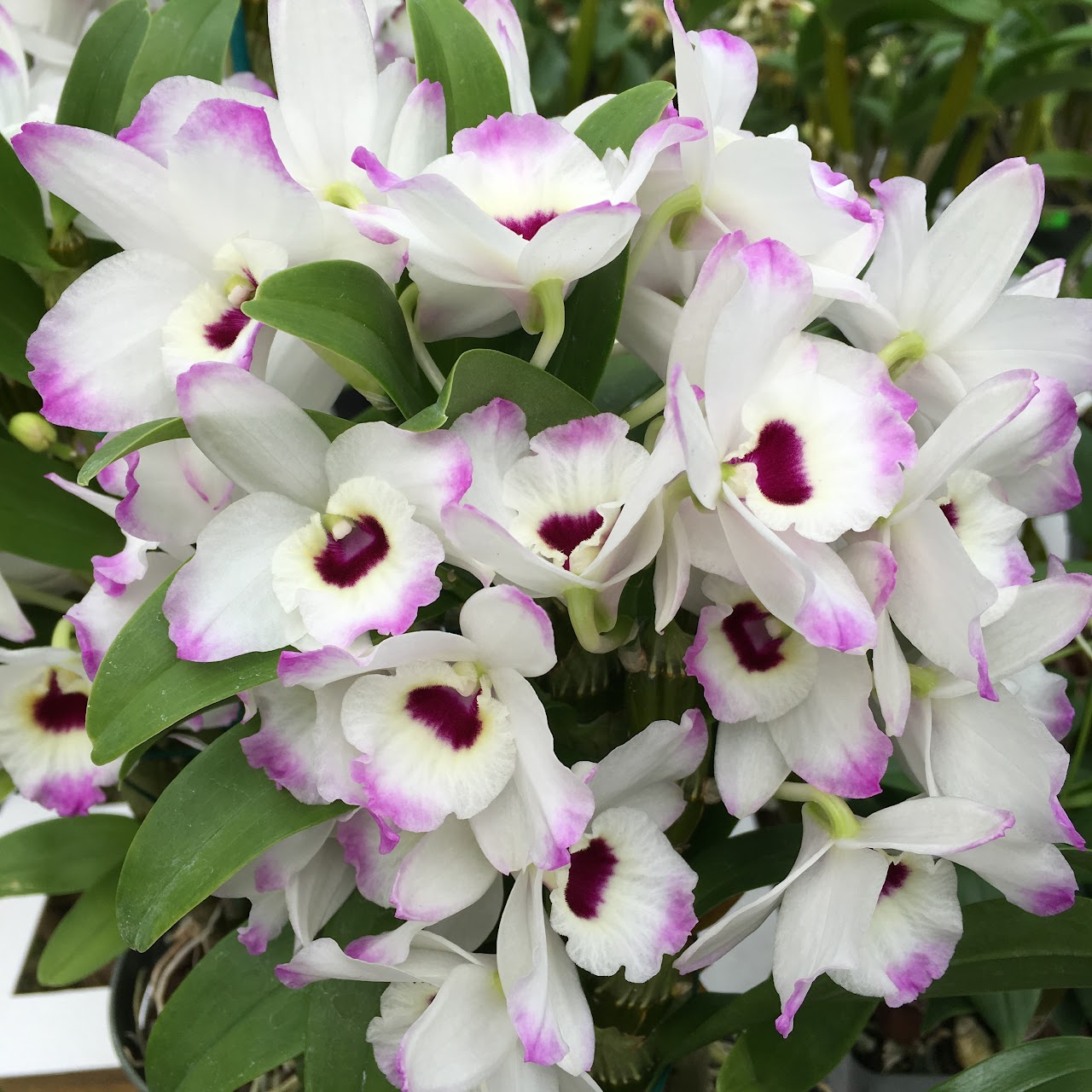 Dendrobium Love Memory (White Rabbit x Sachi) — Dendrobium, Natt's Orchids