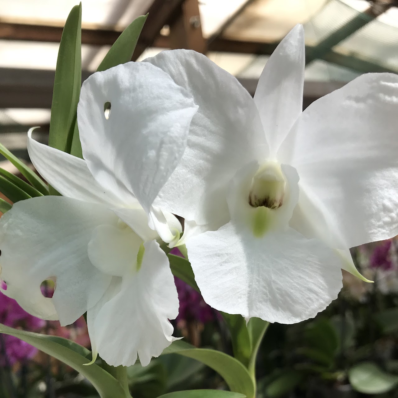 Dendrobium schuetzei — Dendrobium, Natt's Orchids