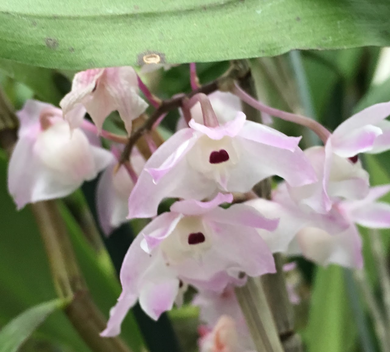 Dendrobium linguella — Dendrobium, Natt's Orchids