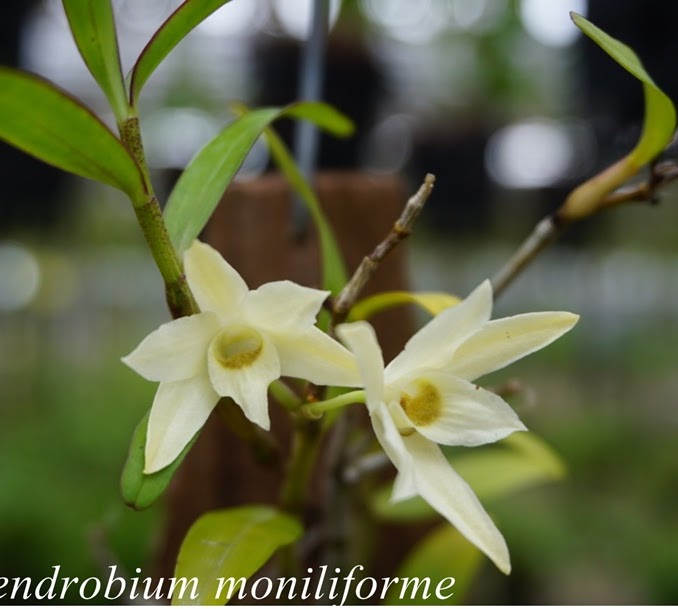 Dendrobium moniliforme — Dendrobium, Natt's Orchids