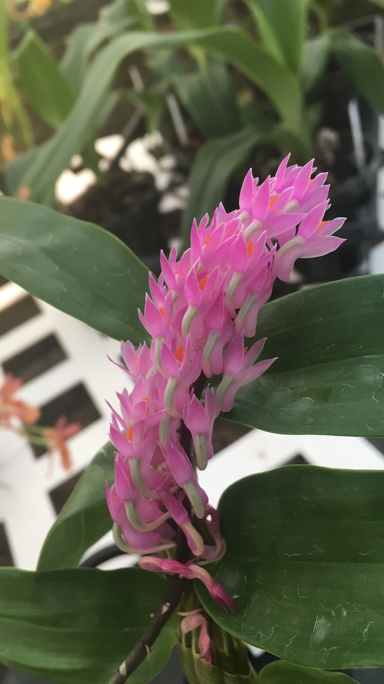 Dendrobium secundum — Dendrobium, Natt's Orchids