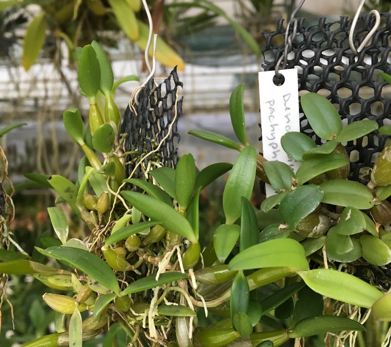 Dendrobium pachyphyllum — Dendrobium, Natt's Orchids