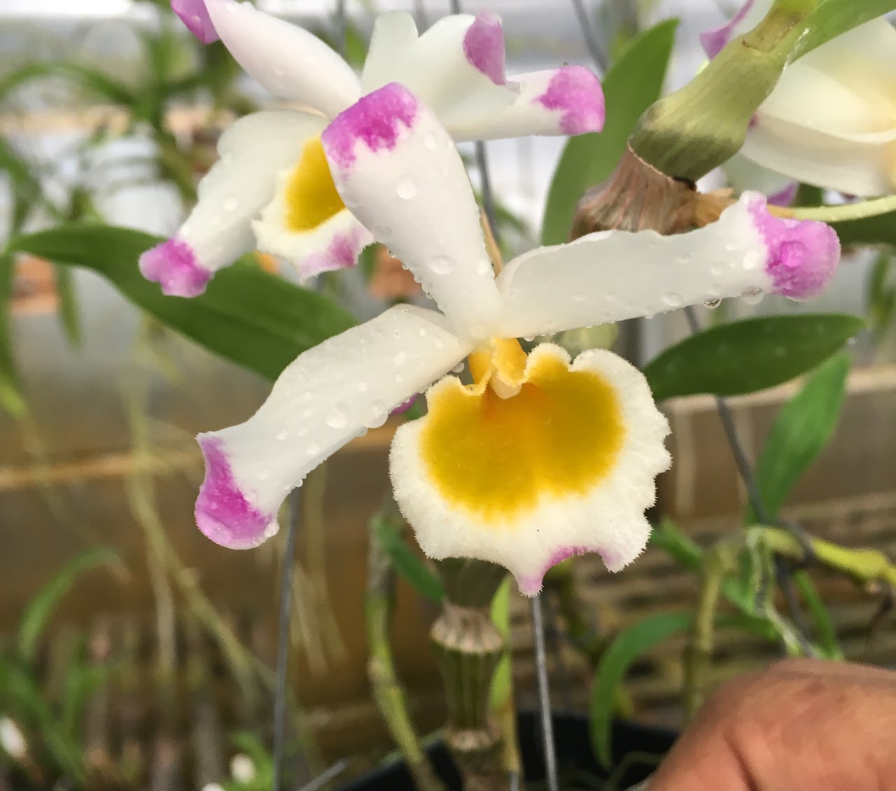 Dendrobium pendulum — Dendrobium, Natt's Orchids