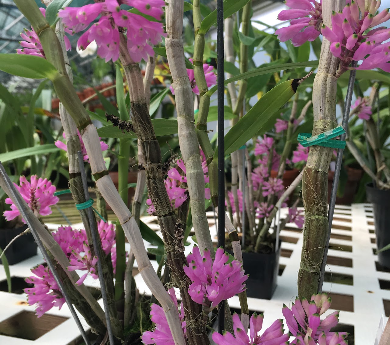 Dendrobium purpureum — Dendrobium, Natt's Orchids