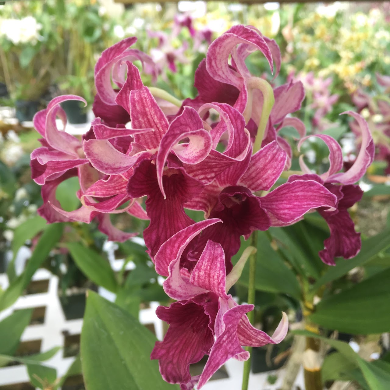Dendrobium Hawaii Spectacular (Big Alex x spectabile) — Dendrobium, Natt's Orchids