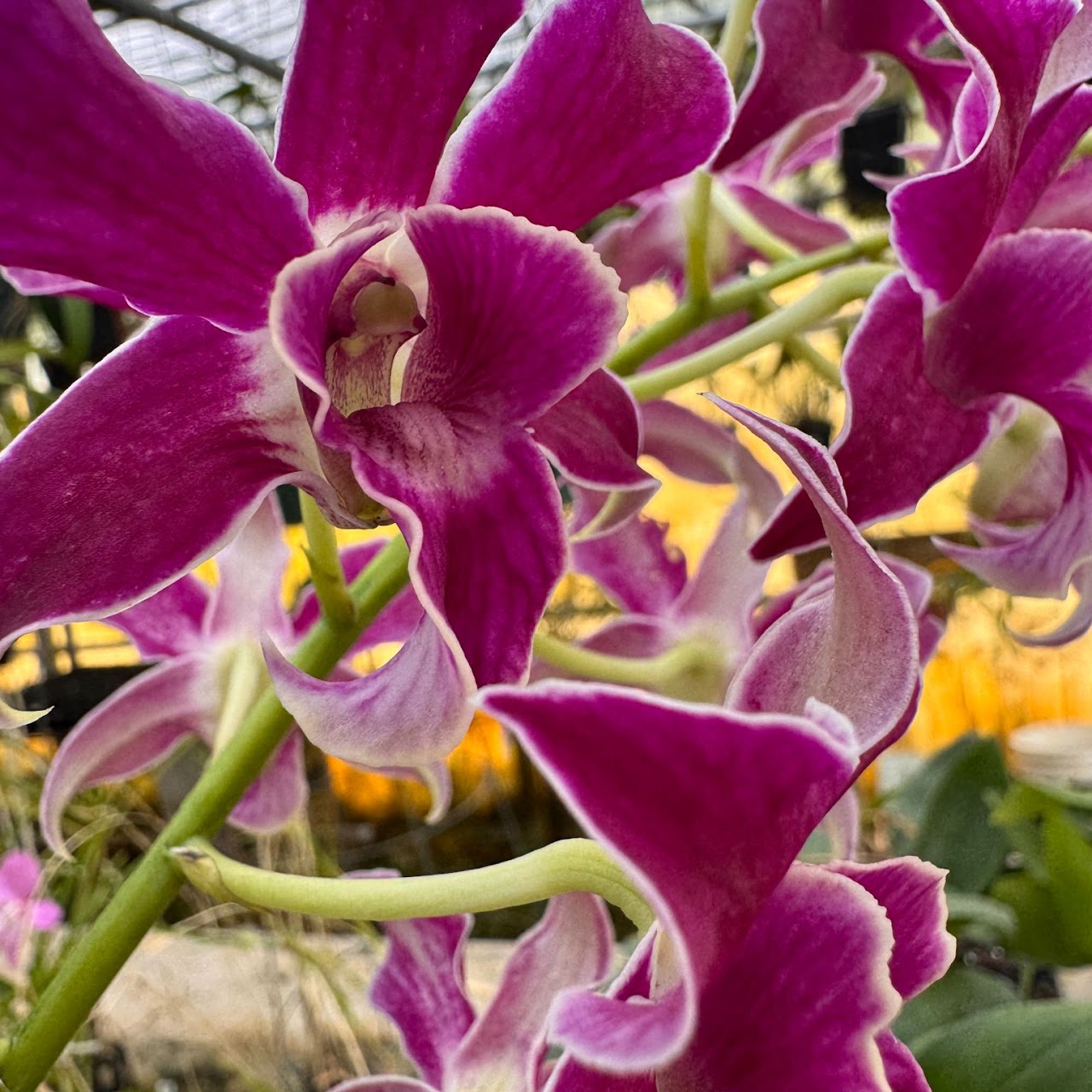 Dendrobium Pua'ala (Microbig x spectabile) — Dendrobium, Natt's Orchids