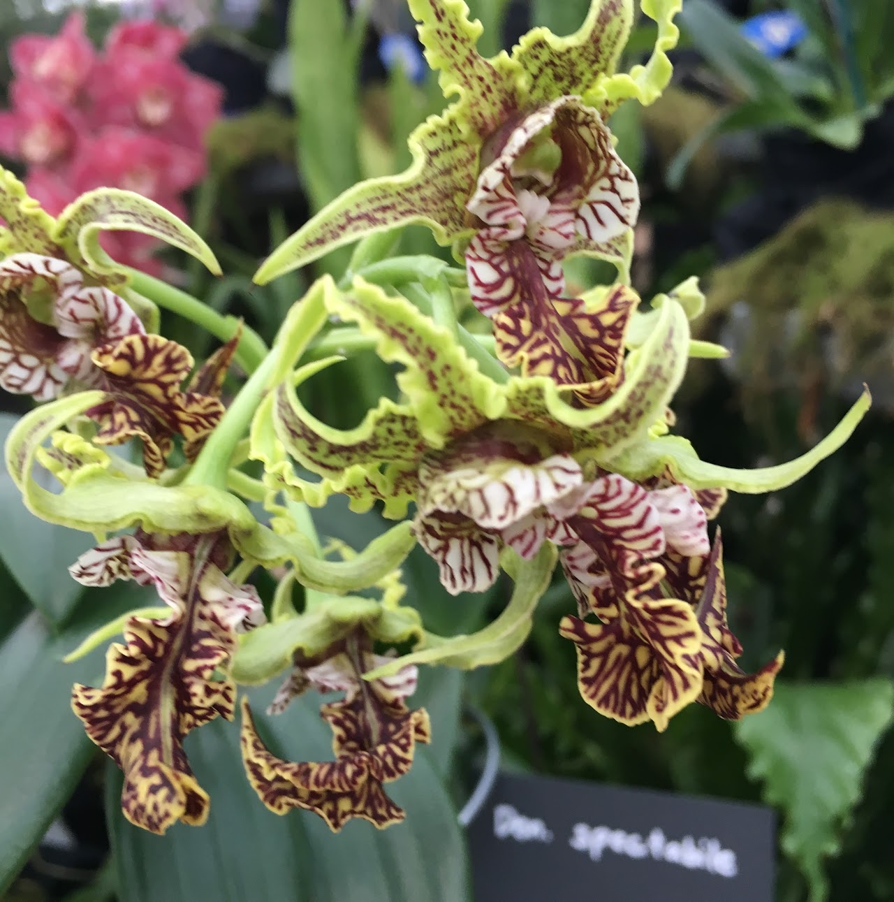 Dendrobium spectabile — Dendrobium, Natt's Orchids