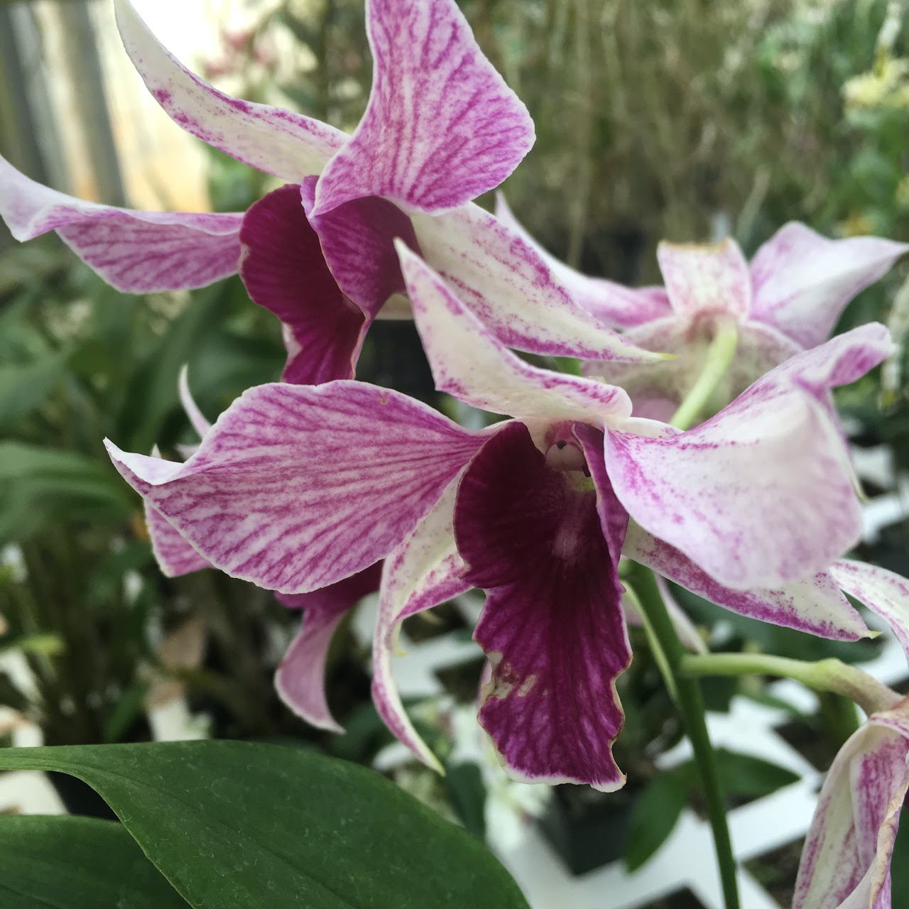 Dendrobium Fire Wings (Big Alex x Silver Wings) — Dendrobium, Natt's Orchids