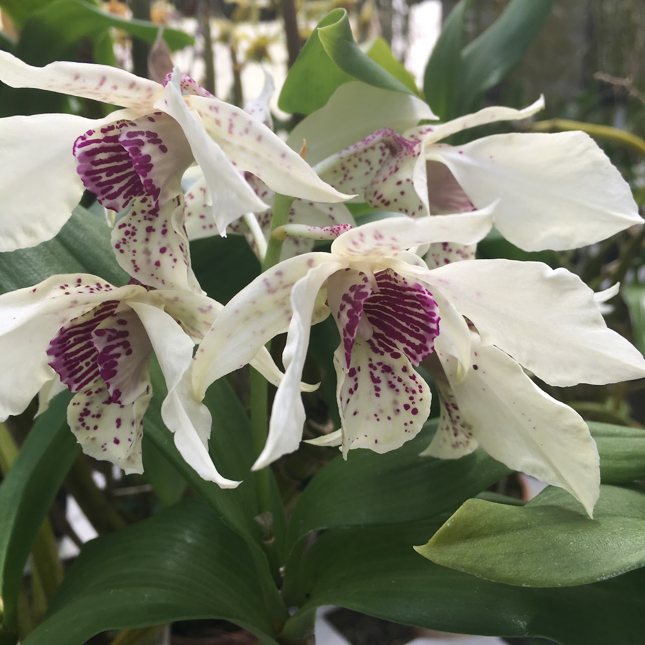 Dendrobium Royal Wings (Roy Tokunaga x Silver Wings) — Dendrobium, Natt's Orchids