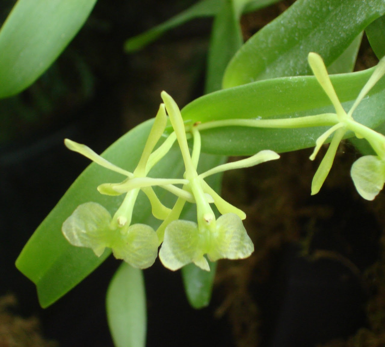 Epidendrum difforme — Epidendrum, Natt's Orchids