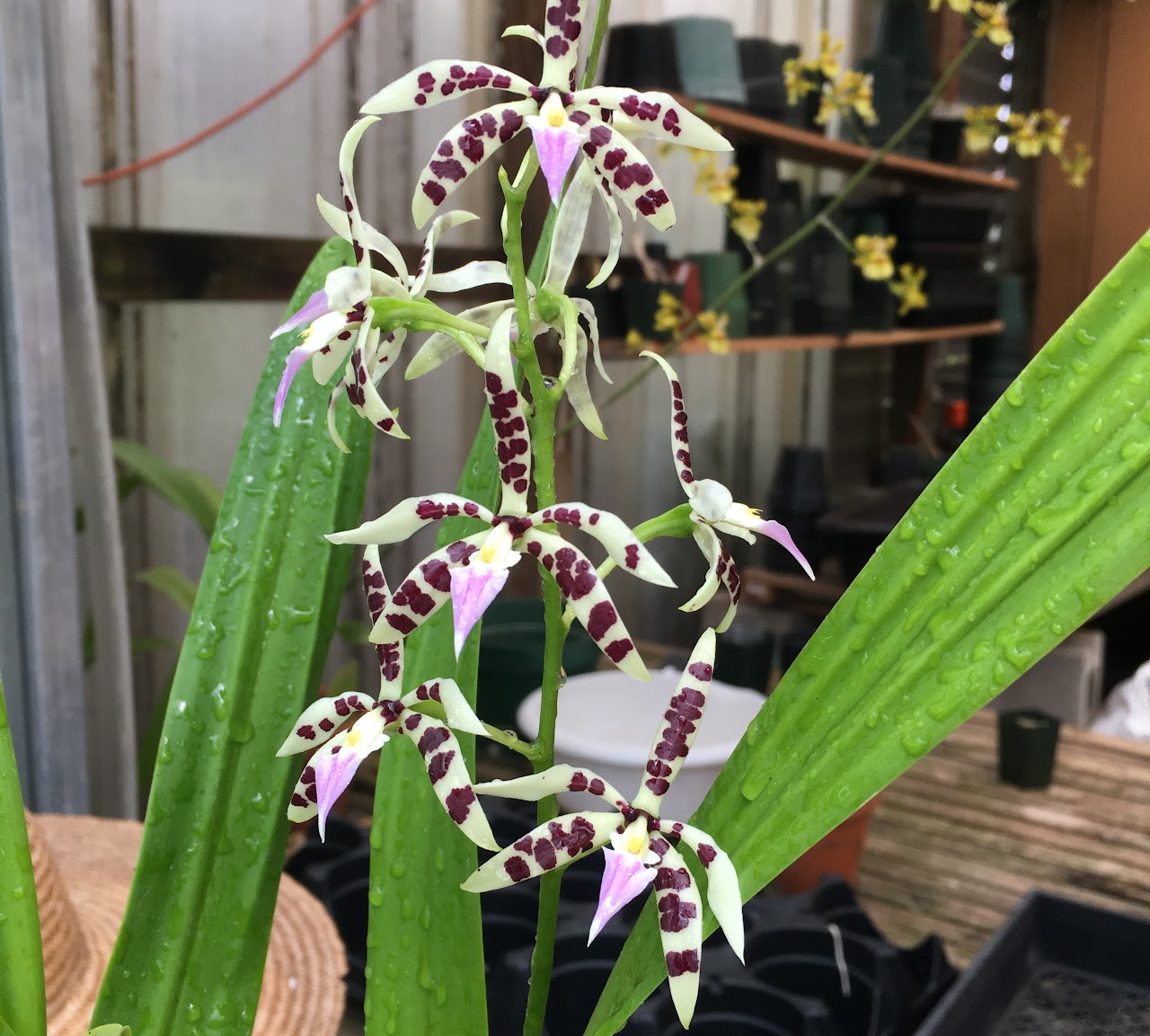 Epidendrum (Encyclia, Prosthechea) prismatocarpum — Epidendrum, Natt's Orchids
